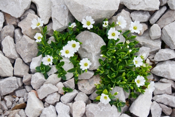 GUARDI Austria Sommer Garten trocken pflegeleicht einfach Blume Xerophyten