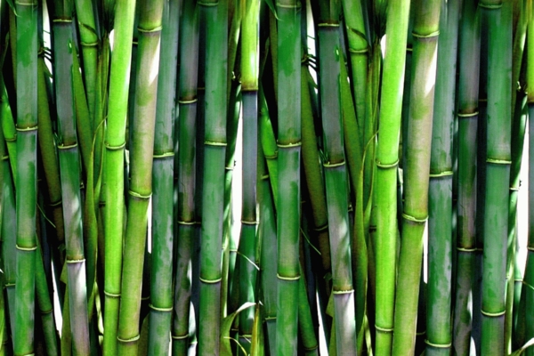 GUARDI Österreich Bambus grün Sichtschutz natürlich Garten