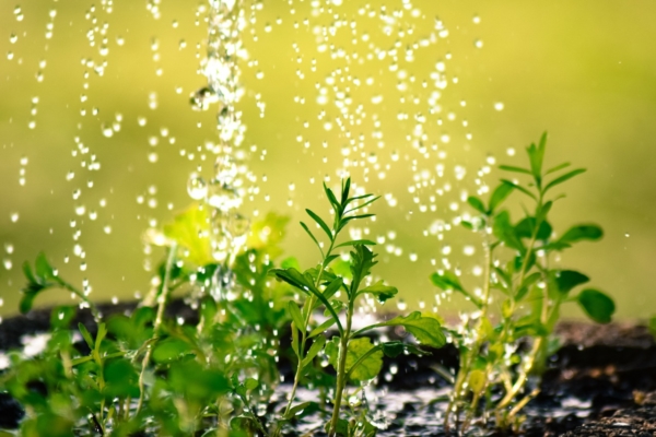 GUARDI Österreich Garten Bewässerung Sommer Tropfbewässerung Wasser sparen Hochbeet Balkon Terrasse