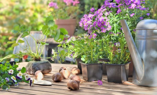 Man erkennt Zwiebelpflanzen, eine Gieskanne und mehrere Zwiebeln am Terrassenboden
