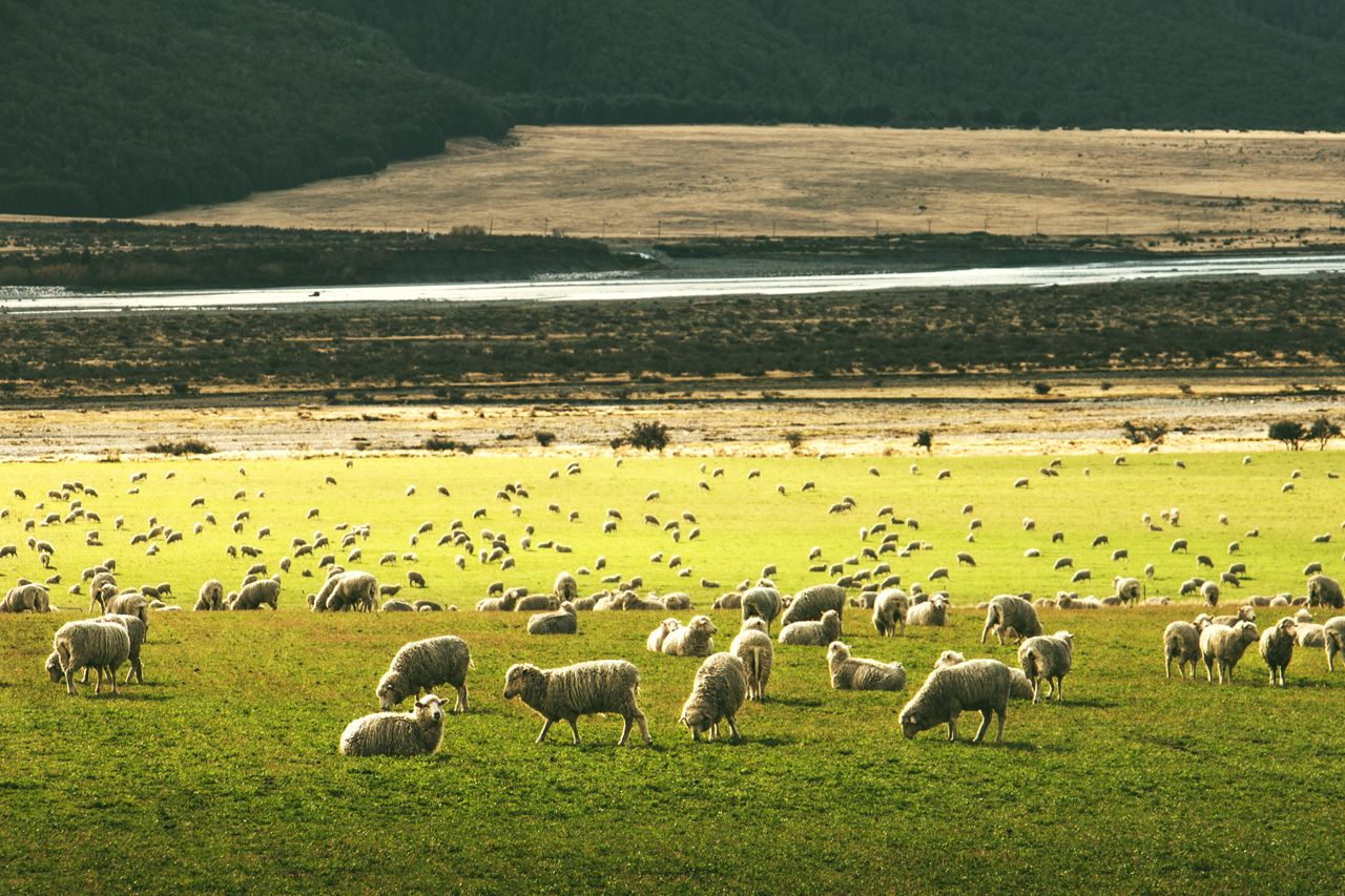 GUARDI Österreich Schafe Wiese Grün Landschaft Neuseeland