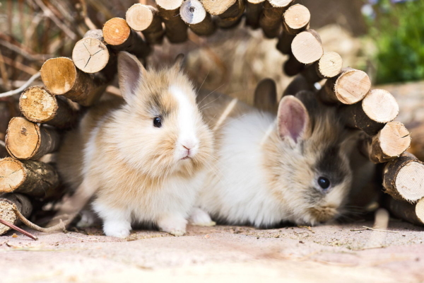 Zwei Kaninchen draußen unter einem Schutz aus Holz