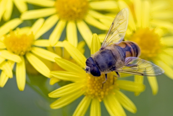 Nahaufnahme einer Biene in einer gelben Blüte