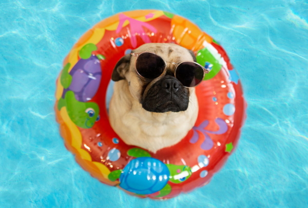 Ein kleiner Hund mit Sonnenbrille in einem Schwimmreifen in einem Pool