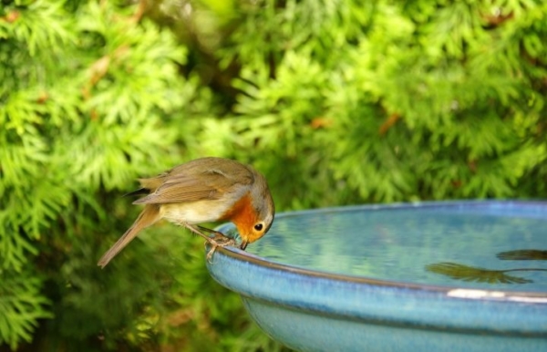 Man erkennt einen Vogel der auf einer Wassertränke sitzt und trinkt