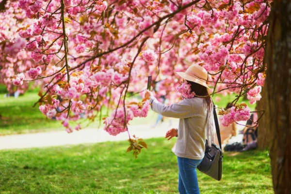 Eine Frau steht unter einem Kirschbaum der blüht und fotografiert sich