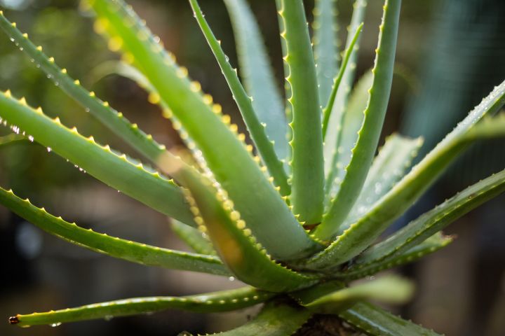 Zu sehen ist eine Aloe Vera Pflanzen