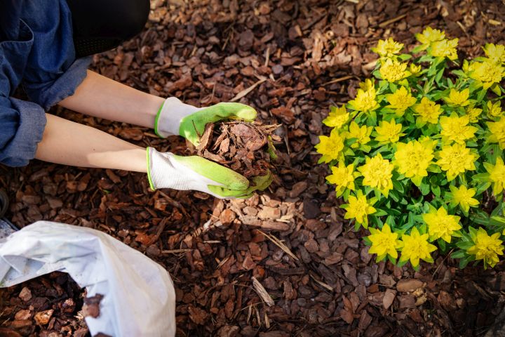 Mna erkennt eine gelbe Blüten und eine Gärtnerin die gerade eine Mulchschicht über die Pflanze legt.