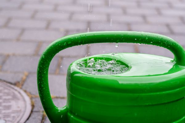 Man erkennt eine grüne Gießkanne mit Regenwasser.