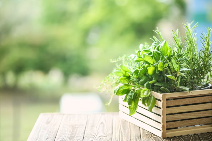 Eine kleine Holzkiste steht auf dem Tisch, darin wachsen Gemüsepflanzen 