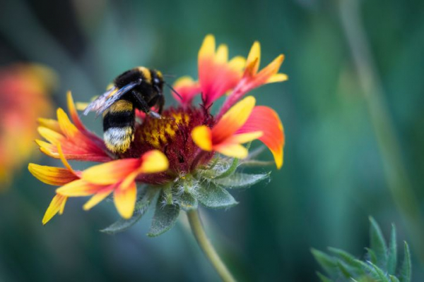 Eine Biene sitzt auf einer rot-gelben Blume, Nahaufnahme der Blume und der Biene