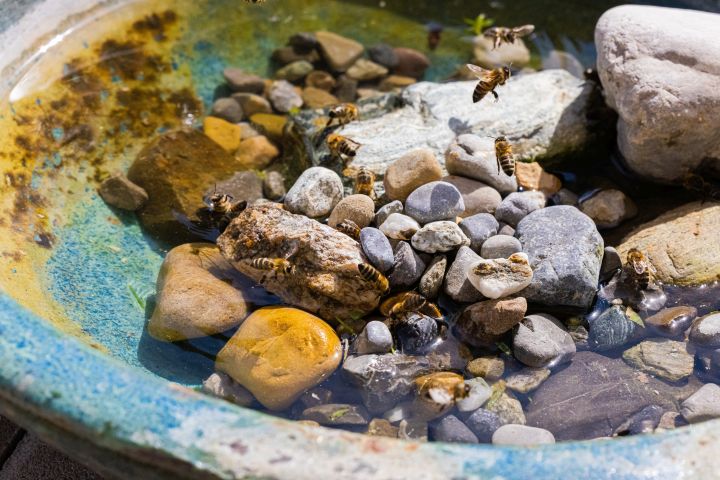 Ein kleiner Teich mit Steinen, aus dem gerade ein paar Bienen trinken 