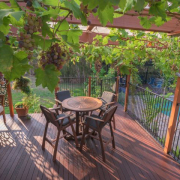 Man sieht eine Terrasse mit einem Tisch und Sesseln. Als Terrassenüberdachung eine Pergola mit einem Weinstock, der als Schattenspender dient