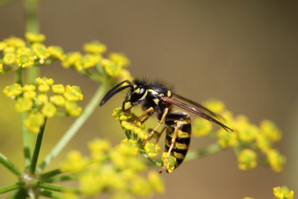 Eine Wespe sitzt auf einer Blume