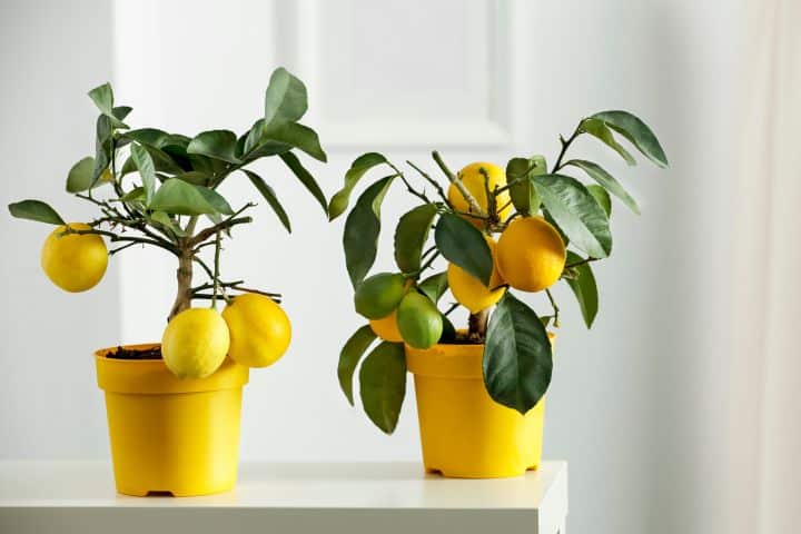 Zwei kleine Zitronenbäume in gelben Töpfen auf einem weißen Küchentisch