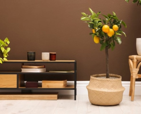 Zitronenbaum in Wohnung neben einem Tisch und Kübelpflanze