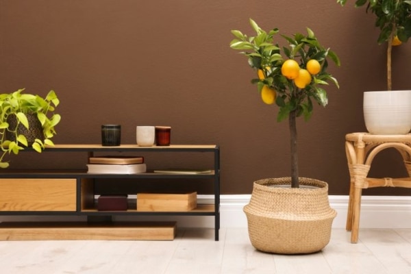 Zitronenbaum in Wohnung neben einem Tisch und Kübelpflanze