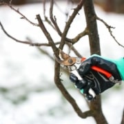 Nahaufnahme einer Hand in einem Gartenhandschuh, die mit einer Gartenschere einen Zweig abschneidet. Im Hintergrund sieht man, dass Schnee liegt