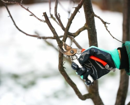 Nahaufnahme einer Hand in einem Gartenhandschuh, die mit einer Gartenschere einen Zweig abschneidet. Im Hintergrund sieht man, dass Schnee liegt