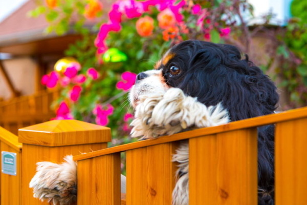Ein kleiner Hund schaut über einen Gartenzaun aus Aluminium in Holzoptik