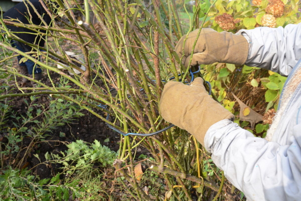 Gartenarbeit, November, schneiden, zusammenbinden, Gartenzaun günstig, Aluzaun