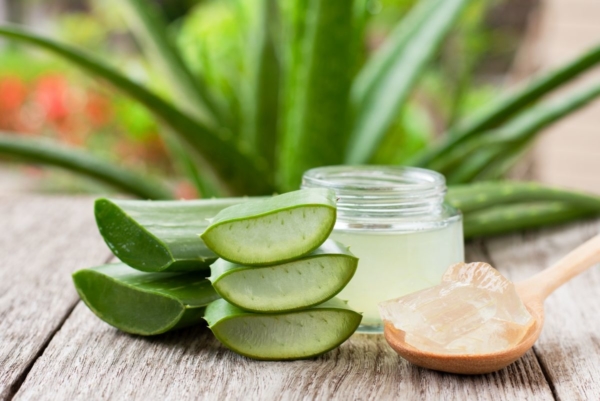 Aloe Vera – Was kann die Wunderpflanze wirklich?