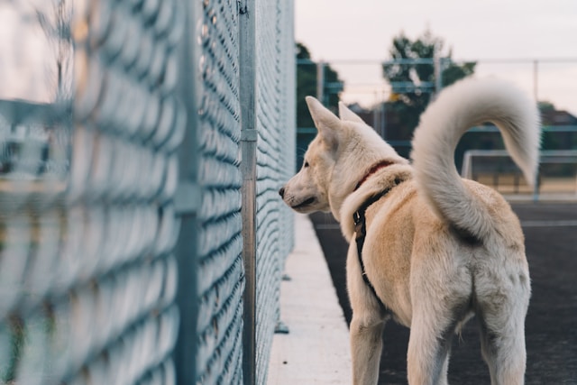 wachhund hinter dem zaun