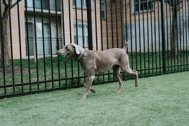 hund vor dem aluminiumzaun