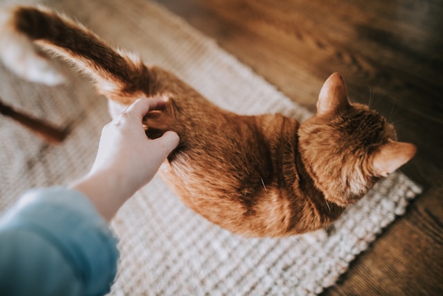 katze im haushalt