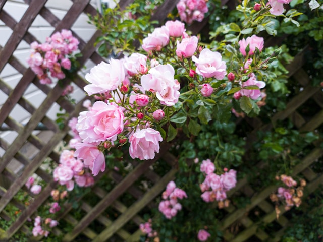 kletterpflanze beim zaun rosa rosen