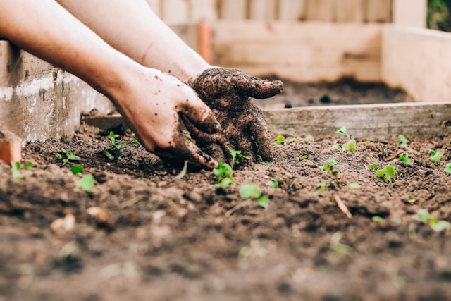 gartenarbeit im schrebergarten