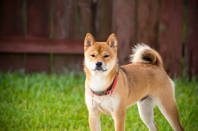 wachhund vor dem zaun