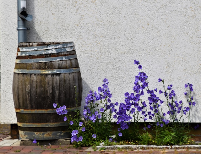 Wassertrog aus Holz zum Auffangen von Wasser mit lila Blumen daneben