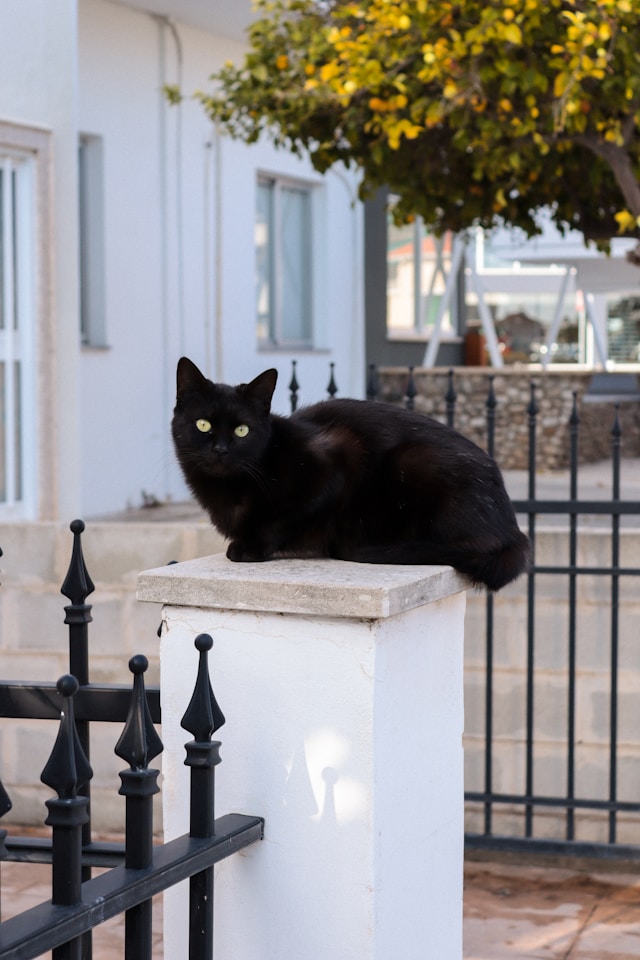 katze beim hauseingang neben aluzaun