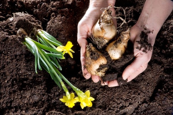 Zwiebelpflanzen für den Frühling setzen – So geht´s !